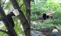Giải cứu chú gấu Mỹ bị kẹt đầu trong bình nhựa