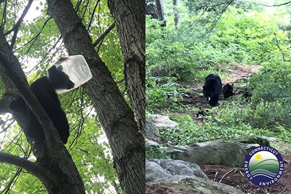 Giải cứu chú gấu Mỹ bị kẹt đầu trong bình nhựa