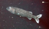 Cá khổng lồ quý hiếm tái xuất ở vùng biển sâu 2.000 mét của Nhật Bản, với chiều dài cơ thể 2,5 mét