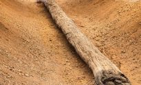 Khai quật thân cây hóa thạch dài 70 mét kỷ lục ở Thái Lan