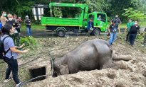 Giải cứu hai mẹ con voi bị rơi xuống hố thoát nước ở Thái Lan