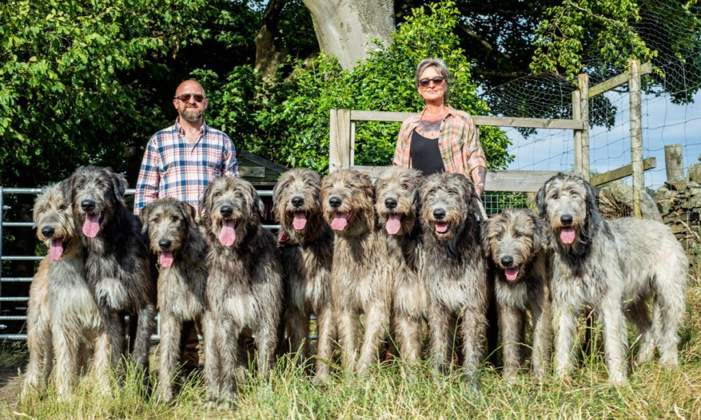 Cặp đôi chia sẻ ngôi nhà đồng quê với 10 chú chó săn sói: Chúng là những chú chó rất đáng yêu