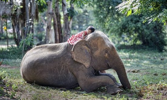 Cô bé 11 tuổi ở Thái Lan hàng ngày cưỡi voi đi học gây sốt trên mạng