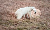 Bị mắc kẹt lưỡi trong hộp thiếc, gấu Bắc Cực cầu cứu sự giúp đỡ của con người