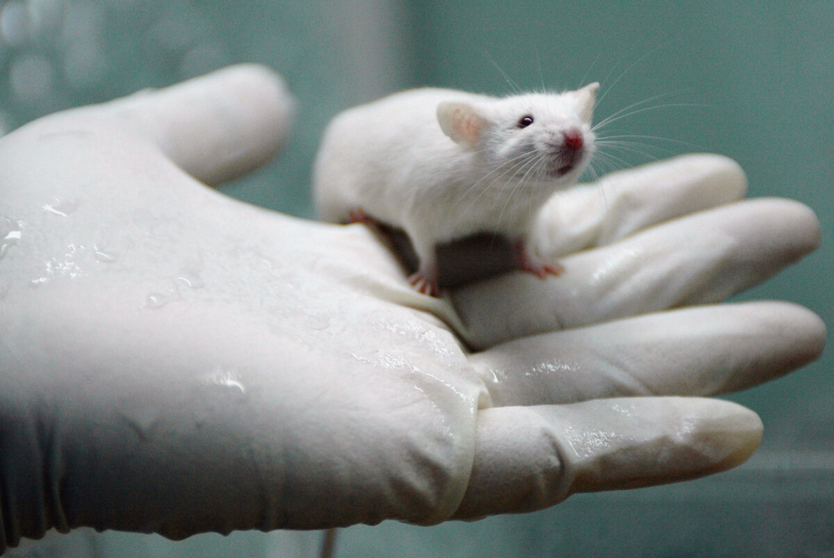 Vaccine COVID gây dị tật xương sườn ở con của chuột đã tiêm chủng
