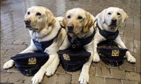 Những chú chó trị liệu của Sở Cảnh sát New York