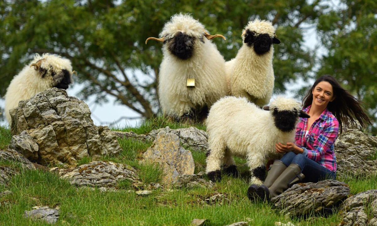 hình ảnh  dễ thương Cừu Động vật có vú Đồ chơi vật chất sung Deco  Dệt may những con cừu Sang trọng Đồ chơi nhồi bông 3864x5152   498716   hình ảnh đẹp  PxHere