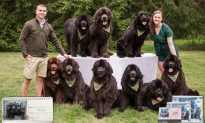 Cặp đôi với 9 chú chó Newfoundland chụp ảnh lịch mỗi năm - Những bức ảnh thật đáng yêu