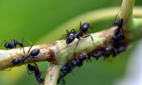 Có tất cả bao nhiêu con kiến đang bò trên Trái đất? Đó là một con số ‘đáng kinh ngạc’, theo nghiên cứu