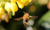 Trí thông minh của loài ong: Cách ong thoát chết sau khi đốt người