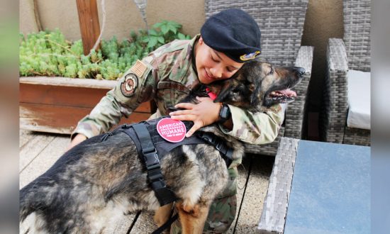 Chú chó quân đội nghỉ hưu có được ngôi nhà thân thương mãi mãi bên người quản lý cũ sau sự cố suýt chết 