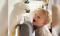Vẹt Cockatoo và cậu chủ nhỏ trở thành bạn tốt của nhau