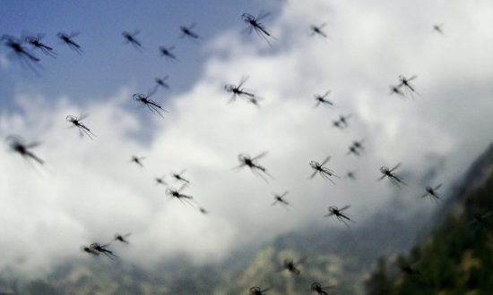 6 lý do bạn thu hút muỗi - Làm sao để hạn chế điều này?