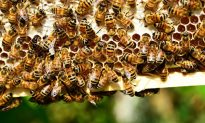 Một thanh niên Mỹ sống sót sau 20.000 vết ong đốt