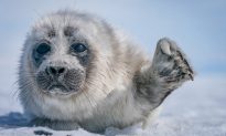 Cuộc gặp gỡ như mơ của nhiếp ảnh gia với hải cẩu con ở Hồ Baikal đóng băng của Nga