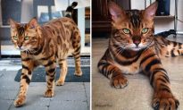Bộ lông đặc sắc của mèo Bengal khiến nó trông như nửa hổ và nửa báo