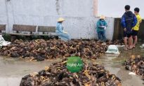 Nghệ An: Trại gà 4.000 con chết sạch trong nước lũ