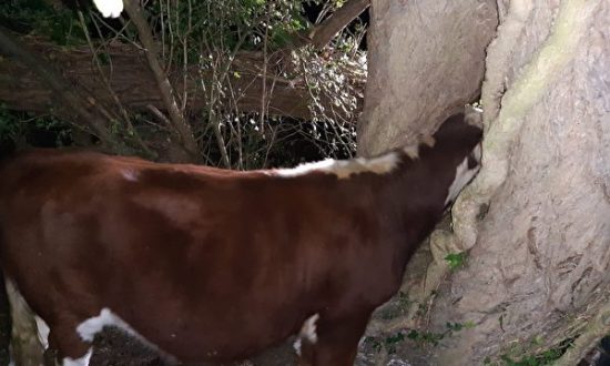 Video hi hữu: Bò bị mắc kẹt trên cây và kết quả