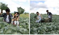 Ai bảo nông dân là khổ? Cặp đôi chụp ảnh cưới bên vườn bắp cải tự trồng