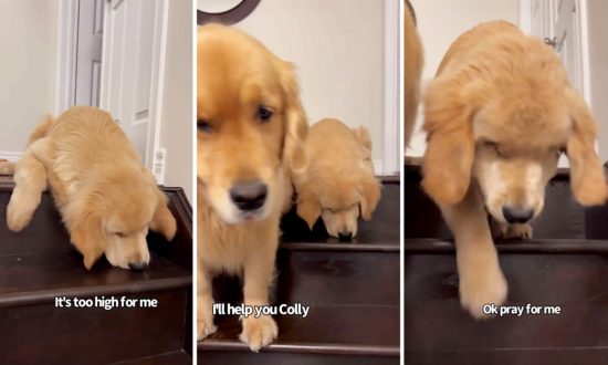 Video: Chú chó lạnh lùng cuối cùng cũng mềm lòng khi chú chó con cần trợ giúp