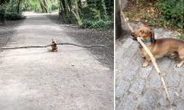 Video: Chú chó dachshund tí hon yêu thích ngậm những cành cây khổng lồ trong miệng