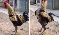 Video hài hước: Chú gà trống ngã chổng vó vì cố gáy dài