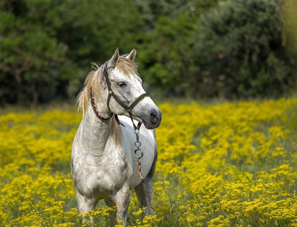 Tăng nhân nhìn thấy con ngựa trắng và hiểu rõ những lời trong giấc mơ. (Pixabay)