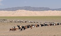 Người đàn ông Mông Cổ trồng 400.000 cây xanh tạo thành ốc đảo trên sa mạc Gobi