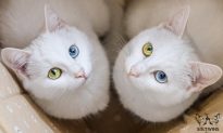 Cặp mèo sinh đôi có đôi mắt trong veo hai màu độc nhất