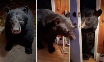 Video: Con gấu Mỹ đóng cửa cho người phụ nữ khi được yêu cầu