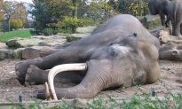 Ấn Độ: Đàn voi say bí tỉ nằm la liệt bên bìa rừng