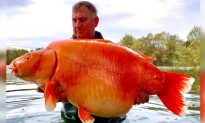 Video: Câu được cá vàng khổng lồ nặng 30 kg - hy vọng sẽ phá kỷ lục thế giới