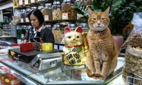 Câu chuyện ở Hồng Kông: sự tốt bụng và hồn nhiên còn sót lại trong bản chất con người dưới góc nhìn của loài mèo