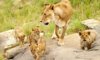 Video: Sư tử nhảy lên xe tham quan, phản ứng của du khách khiến cư dân mạng sốc