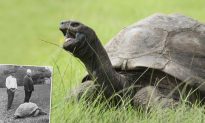 Video: Gặp gỡ chú rùa thọ nhất thế giới - 190 tuổi