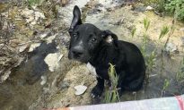 Chú chó con bị trôi dạt trên sông trong một chiếc hộp đã tìm thấy gia đình mới
