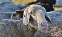 Đàn cừu khổng lồ ở Trung Quốc đi vòng tròn suốt 12 ngày một cách kỳ lạ