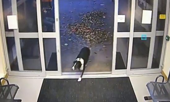 Video: Chú chó thông minh đến đồn cảnh sát 'trình báo' khi bị lạc
