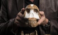 Chủng người não bé Homo naledi đã biết dùng lửa và thắp sáng hang động từ 230.000 năm trước