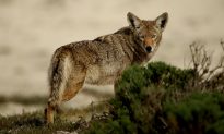 Mỹ: Một thị trấn ở Massachusetts quyết định tiêu diệt sói đồng cỏ