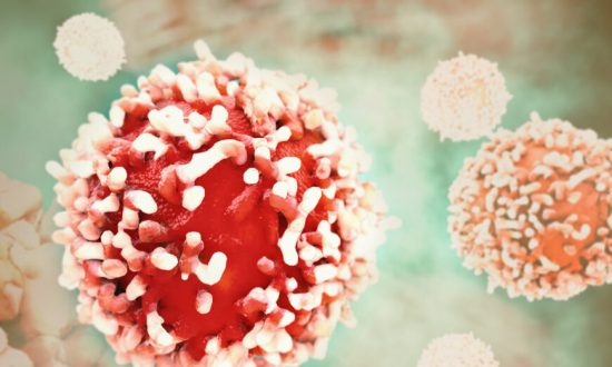 Nọc độc của bạch tuộc Úc có thể dùng điều trị khối u ác tính