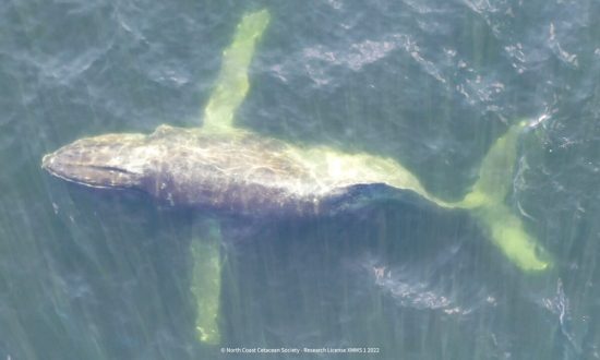 Video: Cá voi lưng gù bị gãy xương sống đã hoàn thành chuyến di cư cuối cùng dài 4.830km tới Hawaii