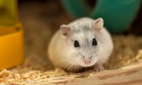 Cuộc đời người phụ nữ Anh thay đổi khi chứng kiến ​​cái chết của chuột đồng