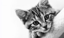 Năm Mão kể chuyện mèo: Bạn của người