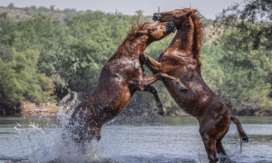 Những bức ảnh ngựa hoang tuyệt đẹp của nhiếp ảnh gia người Mỹ