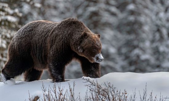 Nhiếp ảnh gia chạm trán gấu xám quý hiếm khổng lồ ở Canada