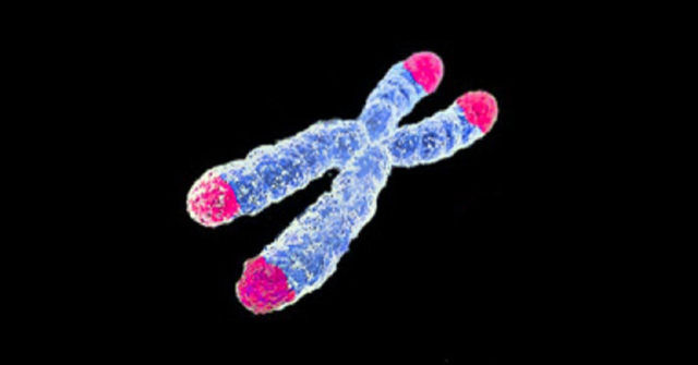 Nếu bạn có thể tìm ra cách làm chậm quá trình rút ngắn của telomere, bạn có thể trì hoãn quá trình lão hóa. (Wikimedia Commons)