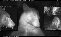 Chú gấu trở nên nổi tiếng sau khi chụp 400 'bức ảnh tự sướng' bằng camera đường mòn của Công viên Colorado
