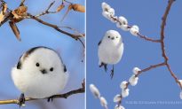 Quá dễ thương: Những chú chim tí hon như quả bóng bông được mệnh danh là 'Những nàng tiên tuyết' của Nhật Bản