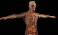 Ngũ tạng trong cơ thể bắt đầu lão hóa khi nào? Làm gì để đối phó với tình trạng này?